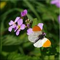 2009_schmetterlinge 0010